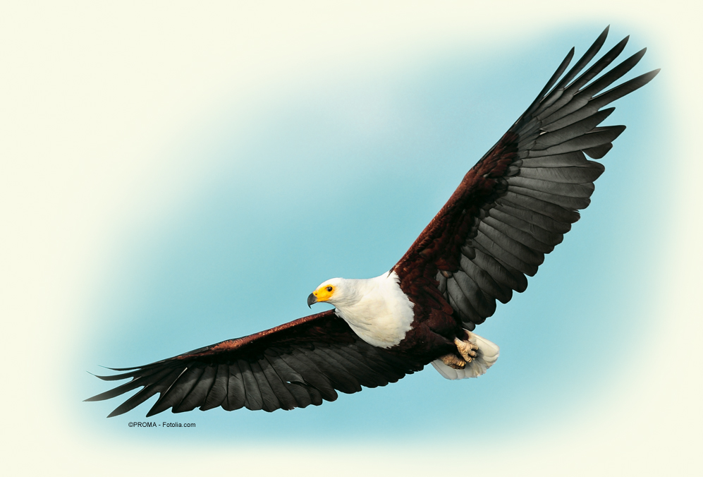 Bild eines Adlers